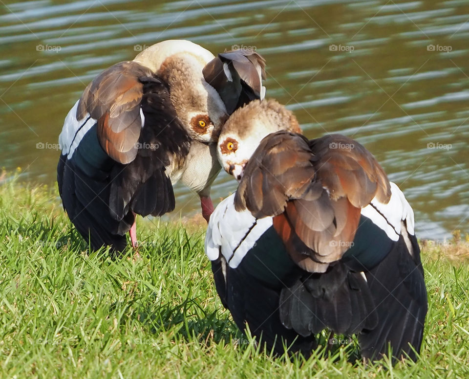 Two Egyptian Geese