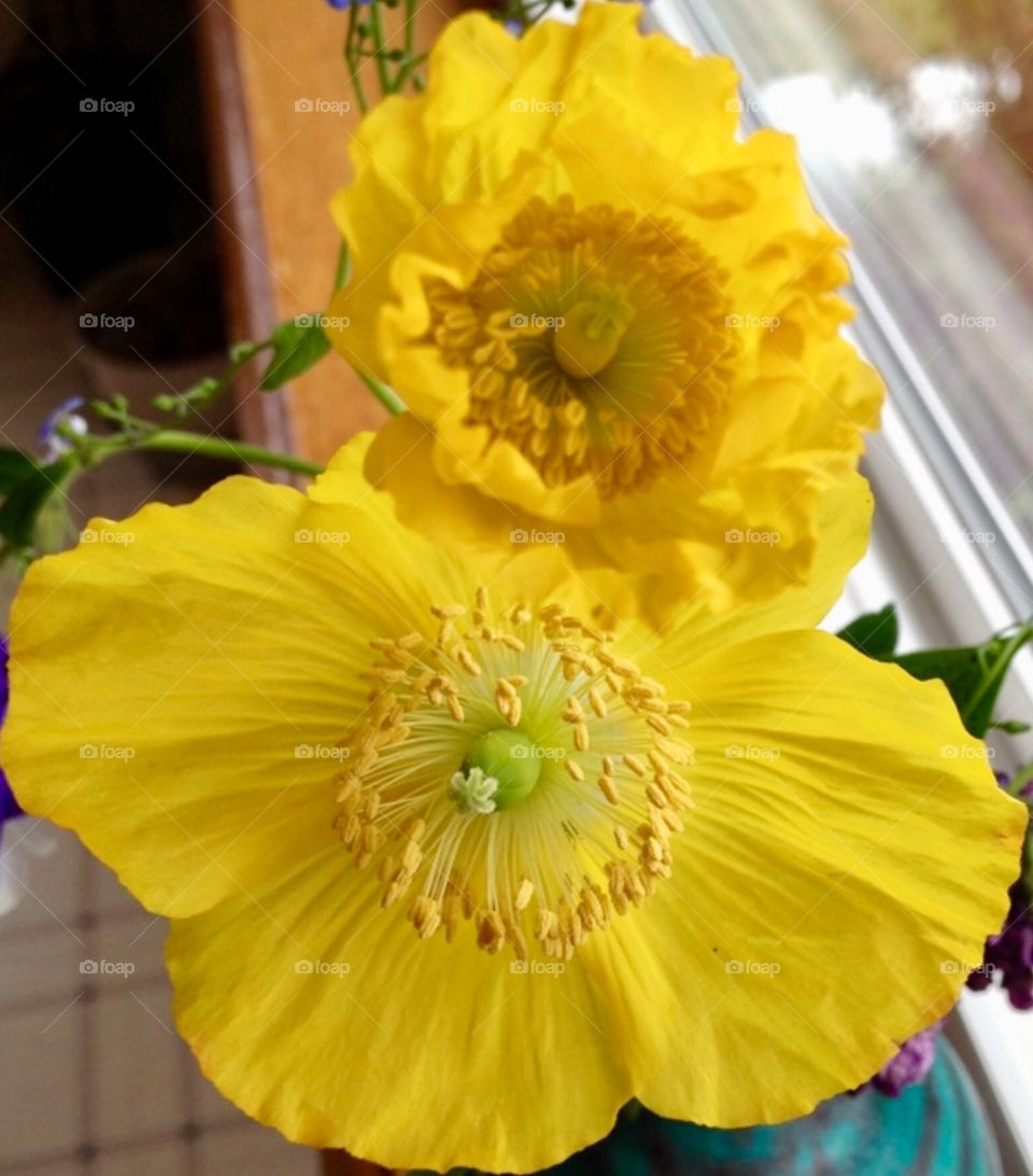 Yellow poppies 