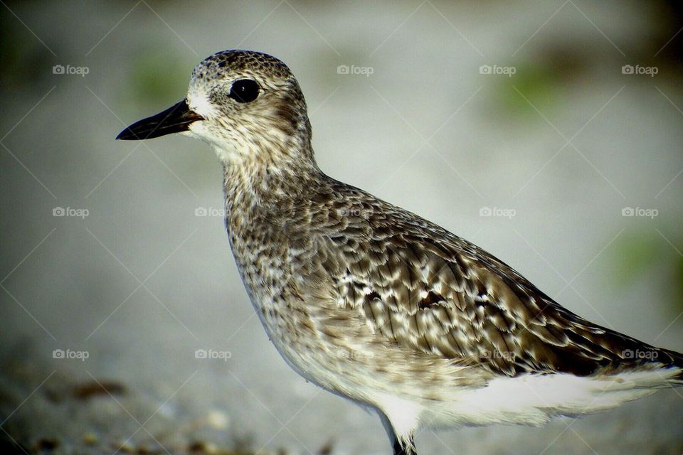 Lovely shorebird 