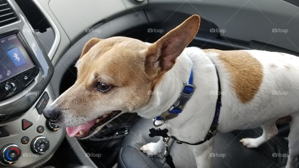 jack russell terrier in car