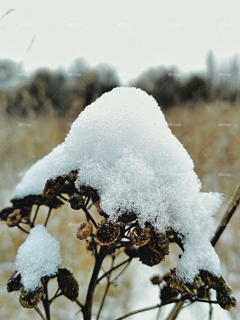 Декабрьский морозный день, поле природа ветка травы с шапкой белого снега, кустарник, поле в снегу, сухая трава.