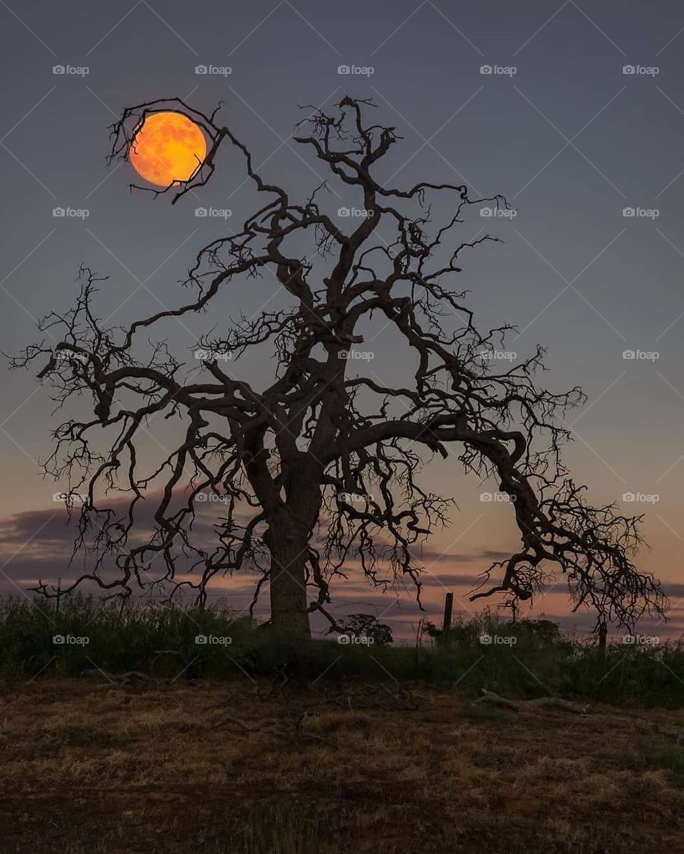 The moon is among the tree