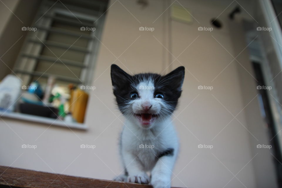 Cat meowing to camera lens