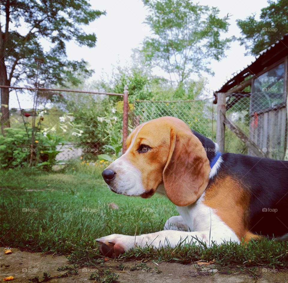 #beagle#sentimental#beauty#bestfriend