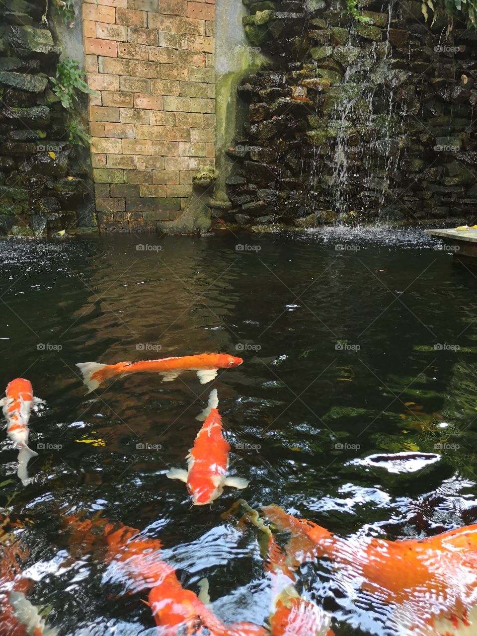 Fancy​ carp​ koi fish​