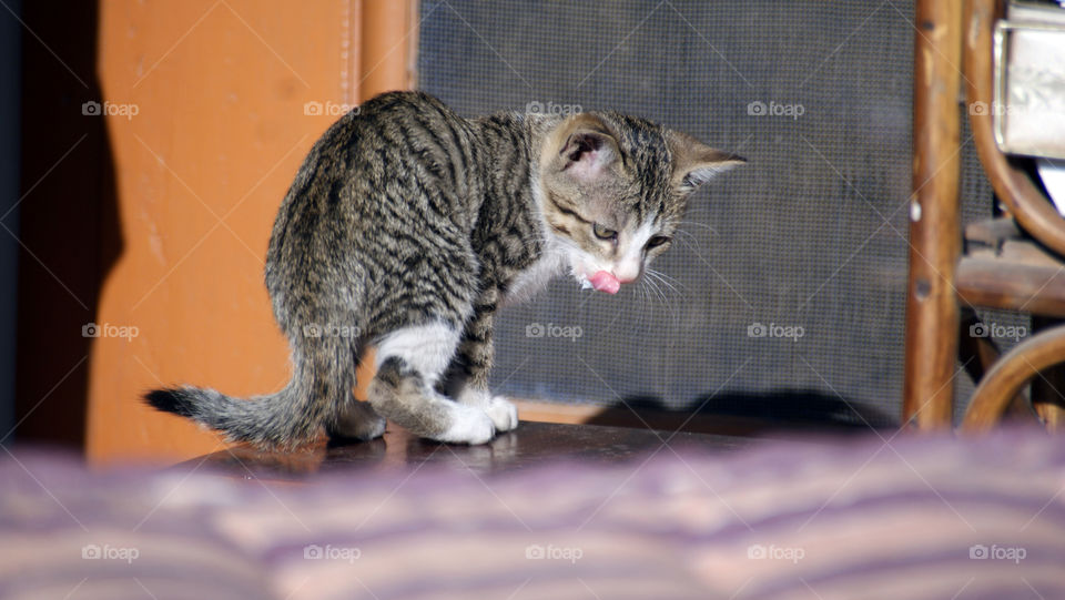 Little kitten licking her face of the milk left on it, cute as a button and a wild free child.