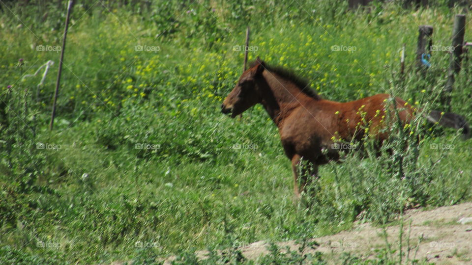 young Colt