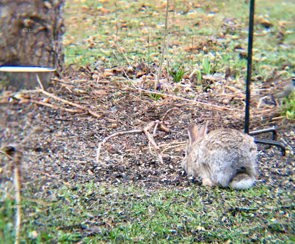 Rabbit at the feeder