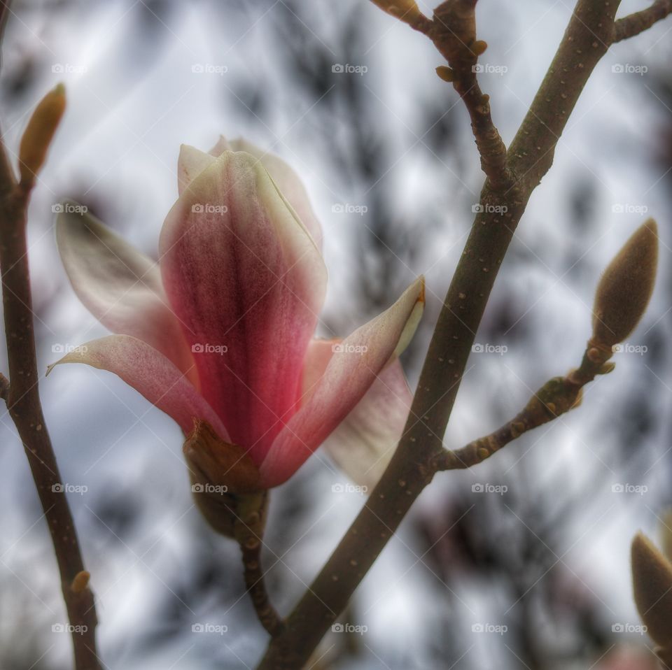 Magnolia