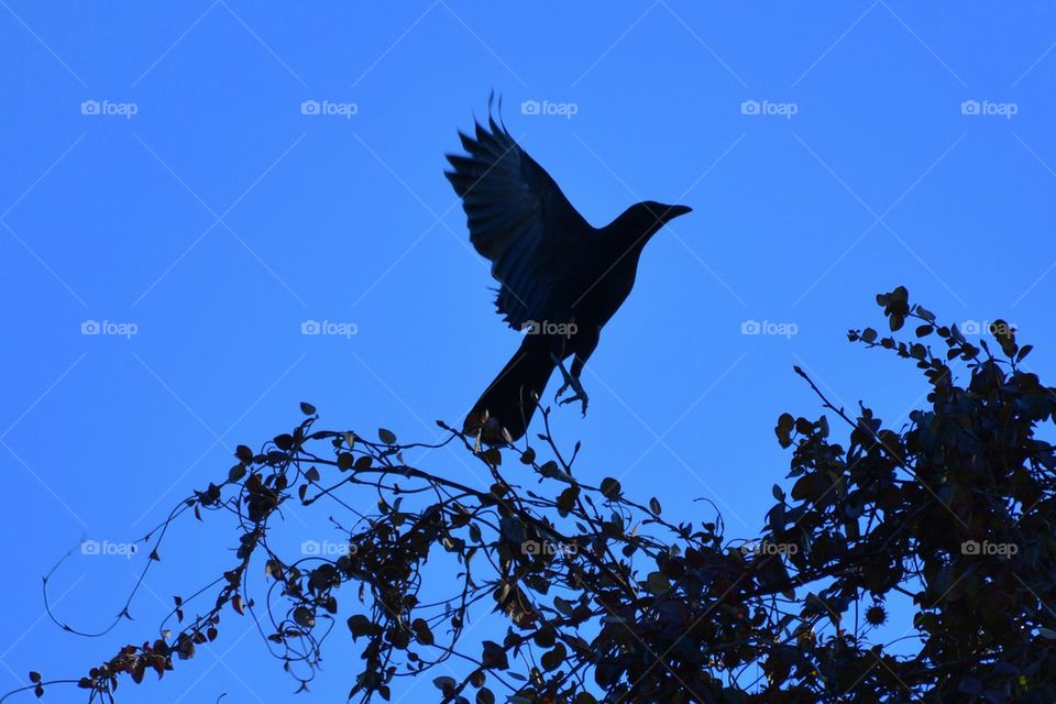 Crows wing