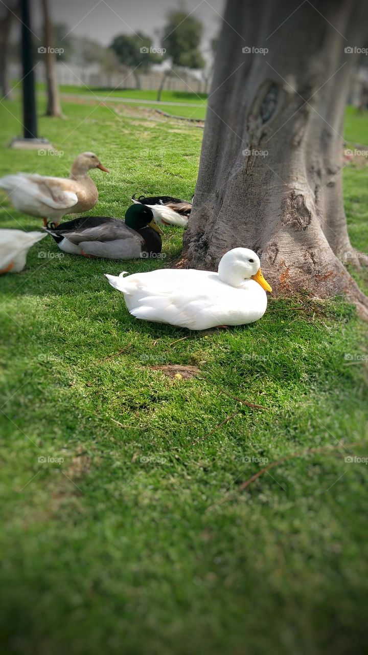beautiful white duck it set with other ducks , closeup , animal background , natural background