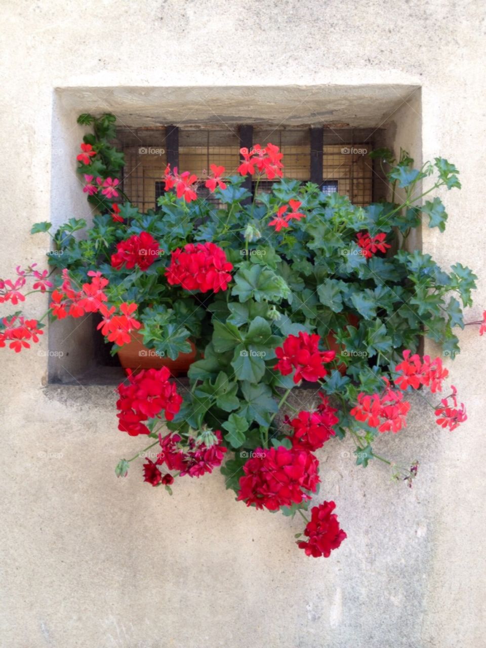 Geranium on the wall