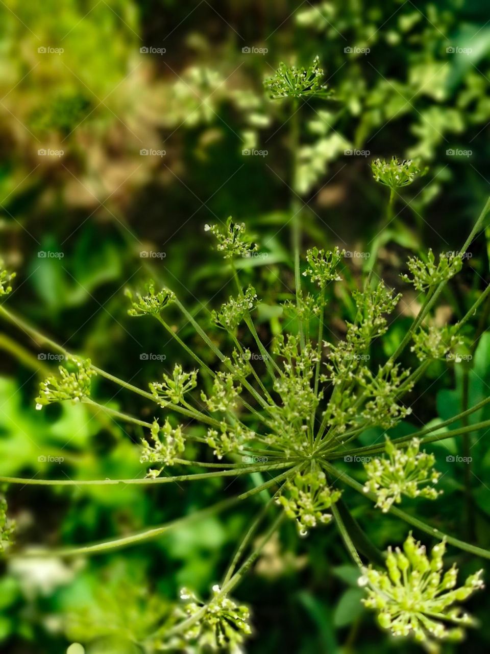 Outdoor shoot of wild plant