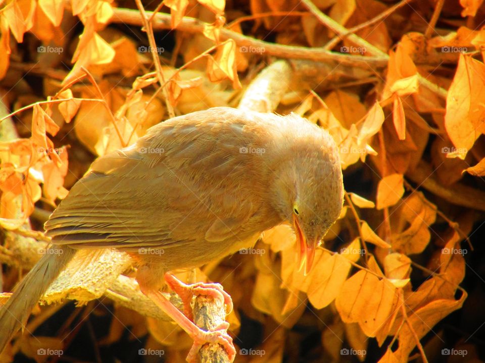 Jungle babbler bird or (Turdoides striata) or beautiful seven sisters or angry bird