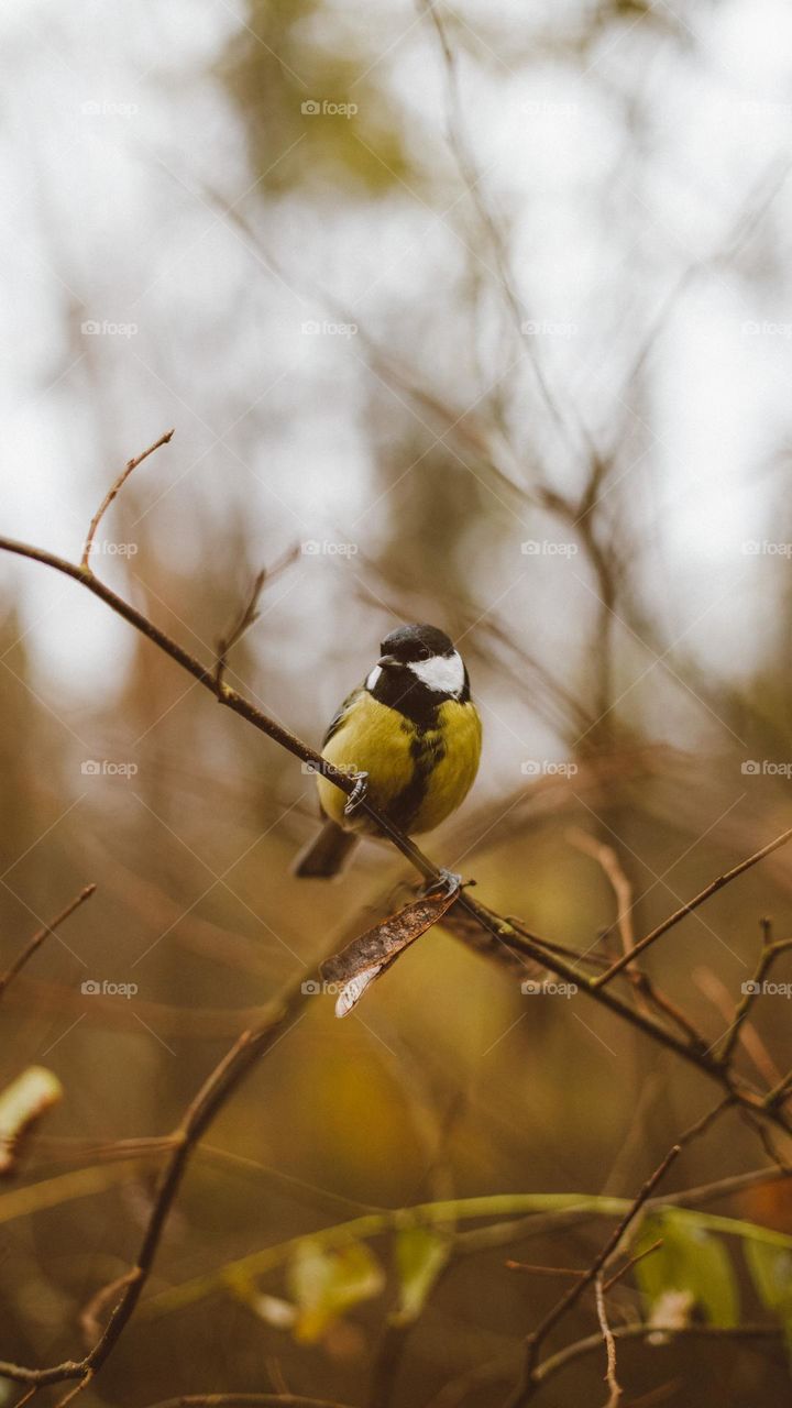 original portrait of a yellow-breasted sparrow sitting on a branch of an autumn bush