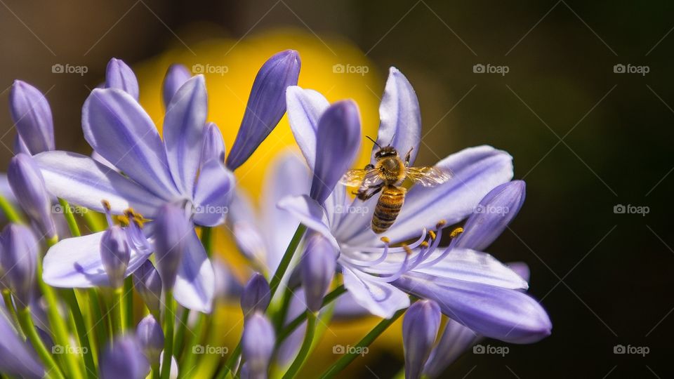 bee insect