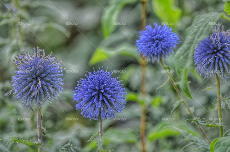 Blue flower 