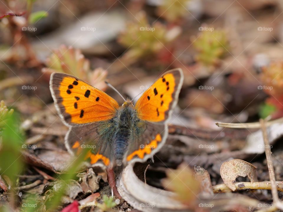 Small Copper butterfly