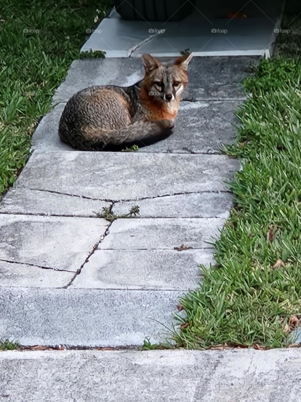 A fox finding a new home