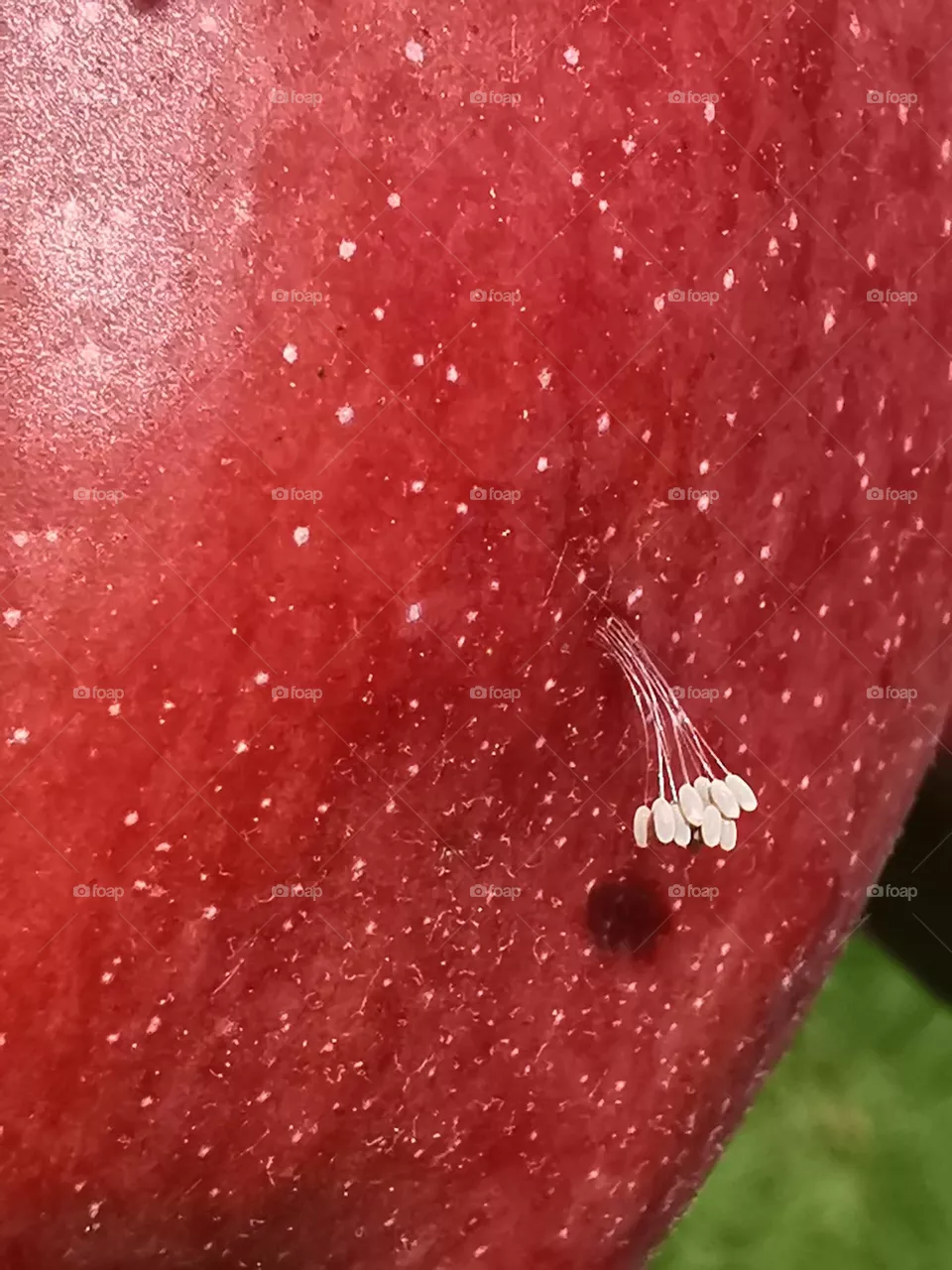 apple