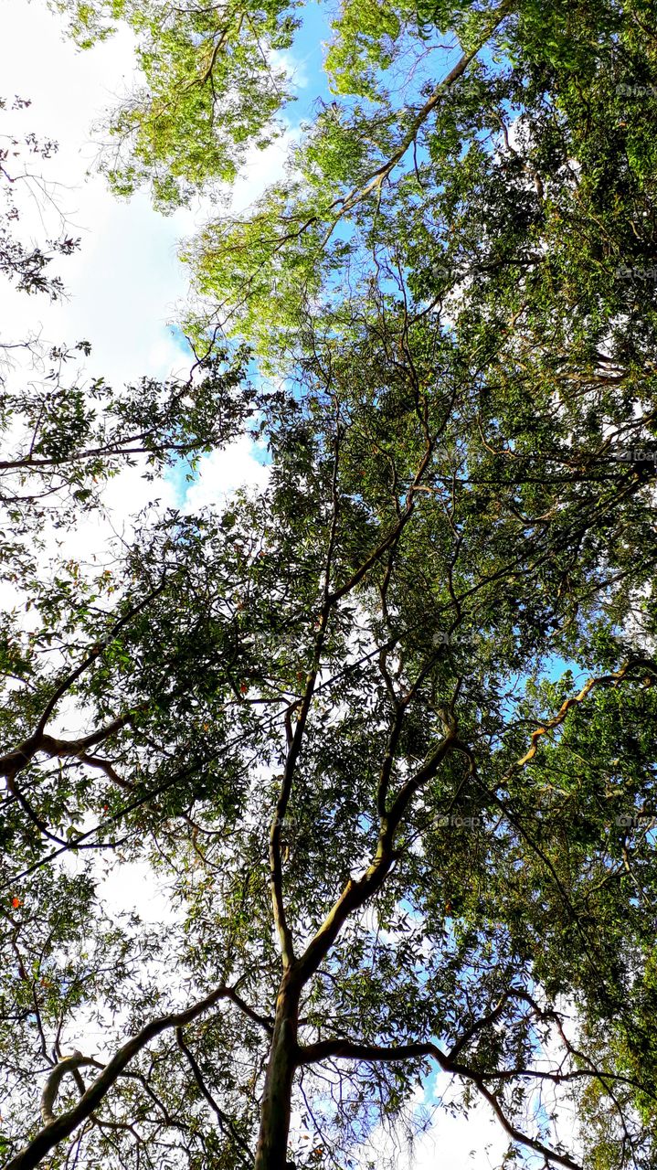 The clouds touched the trees, in sri lanka .
