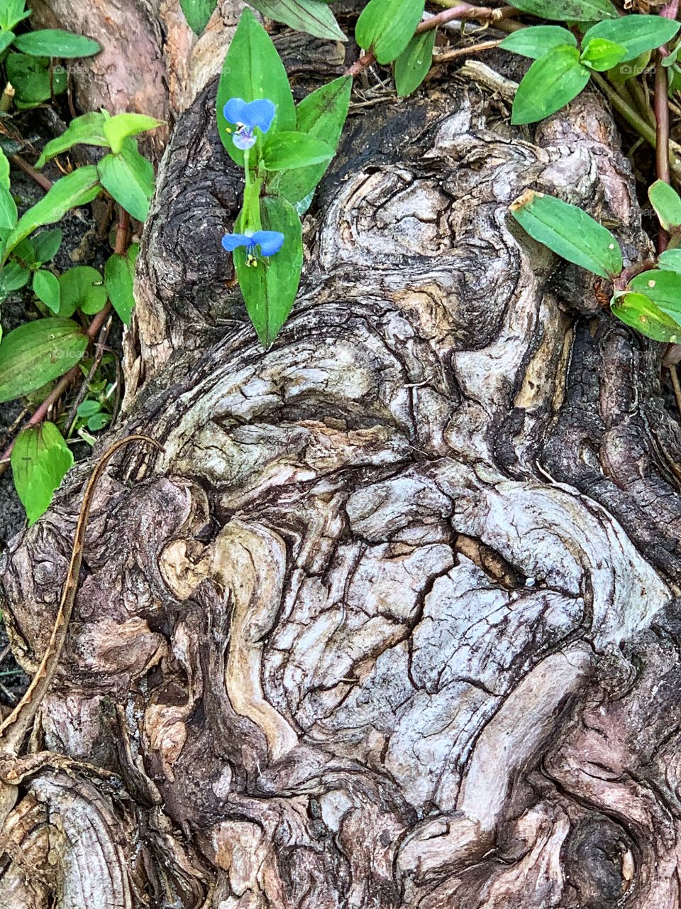 Tree stump graced by little blue flowers