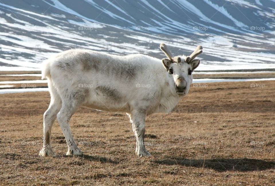 Arctic standing reindeer