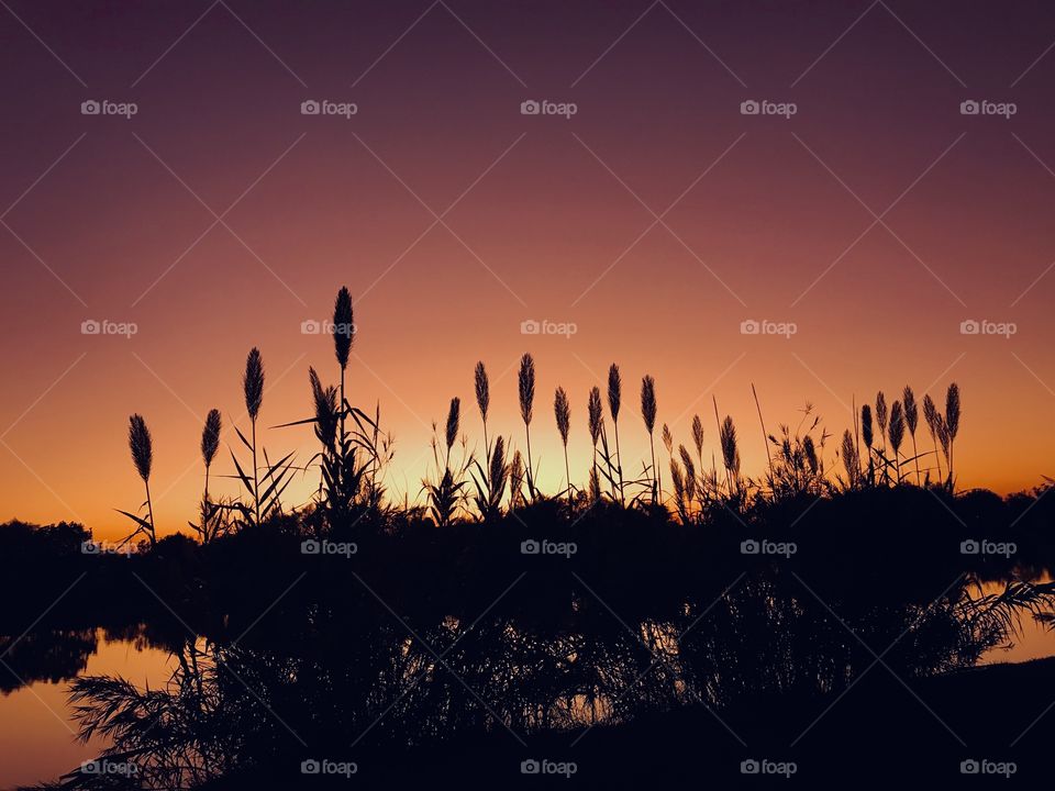 Extreme sunset brewing. Cat Tails don’t Tell tails when the Beauty in a hot Summer Sunset. Extreme Beauty with Extreme Blending Colors will be a dark Gorgeous Night. 