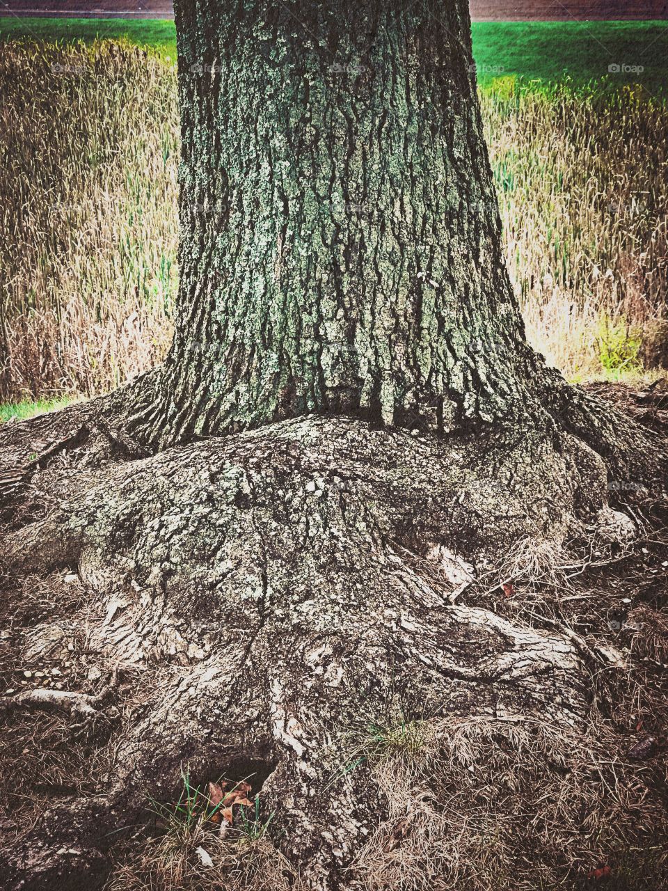 Tree trunk with its massive roots 
