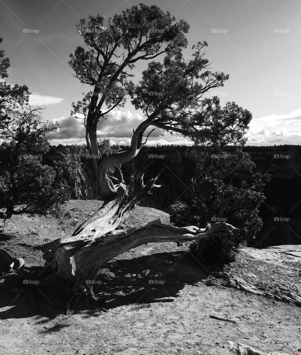 Rim Grand Canyon . Black and white tree
