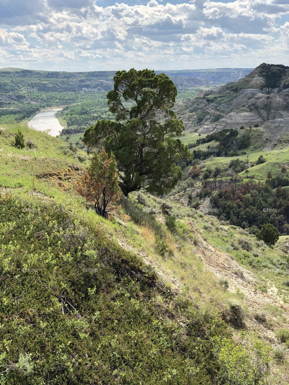 Tree and River in the Badlands