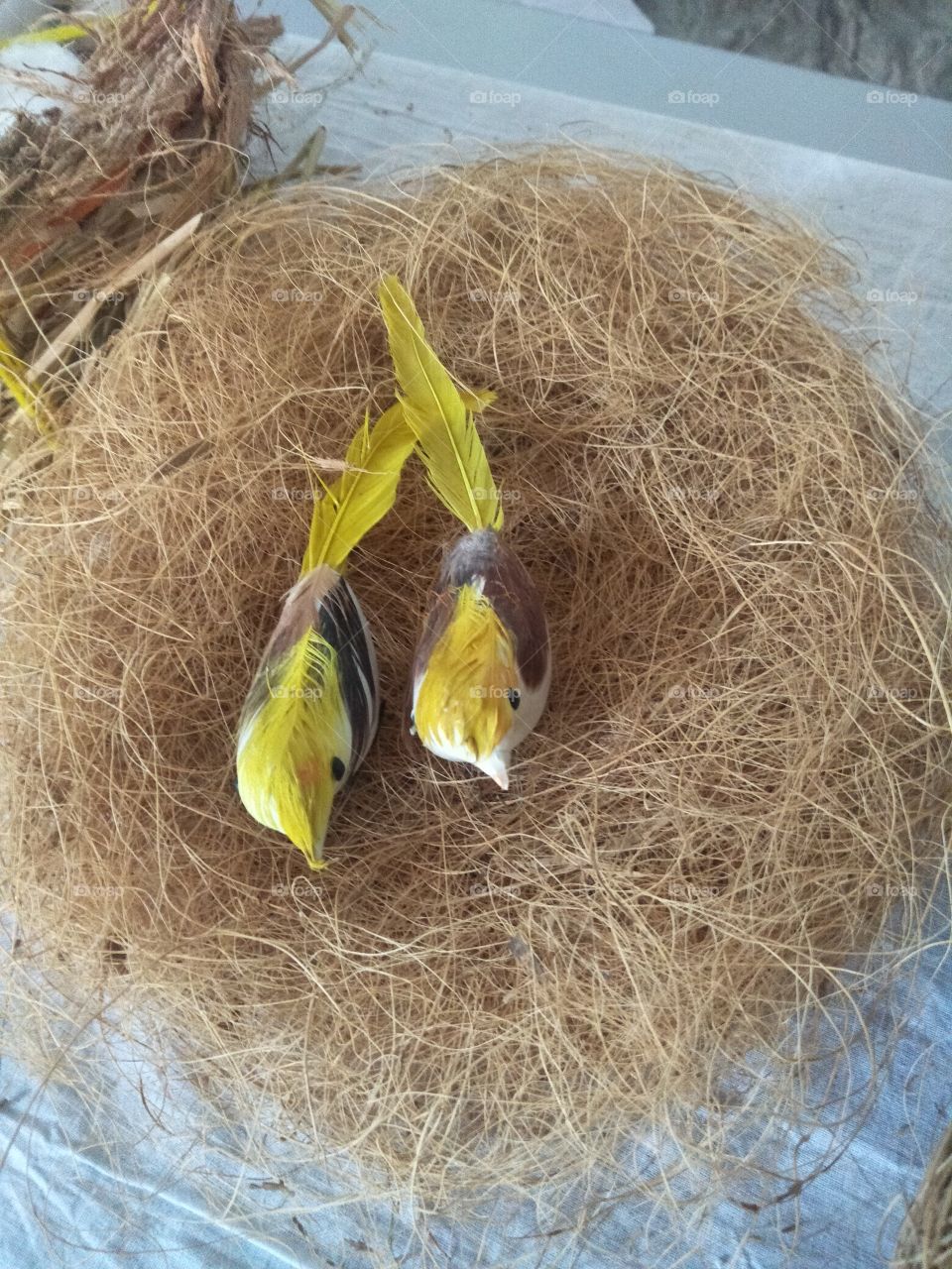 nest