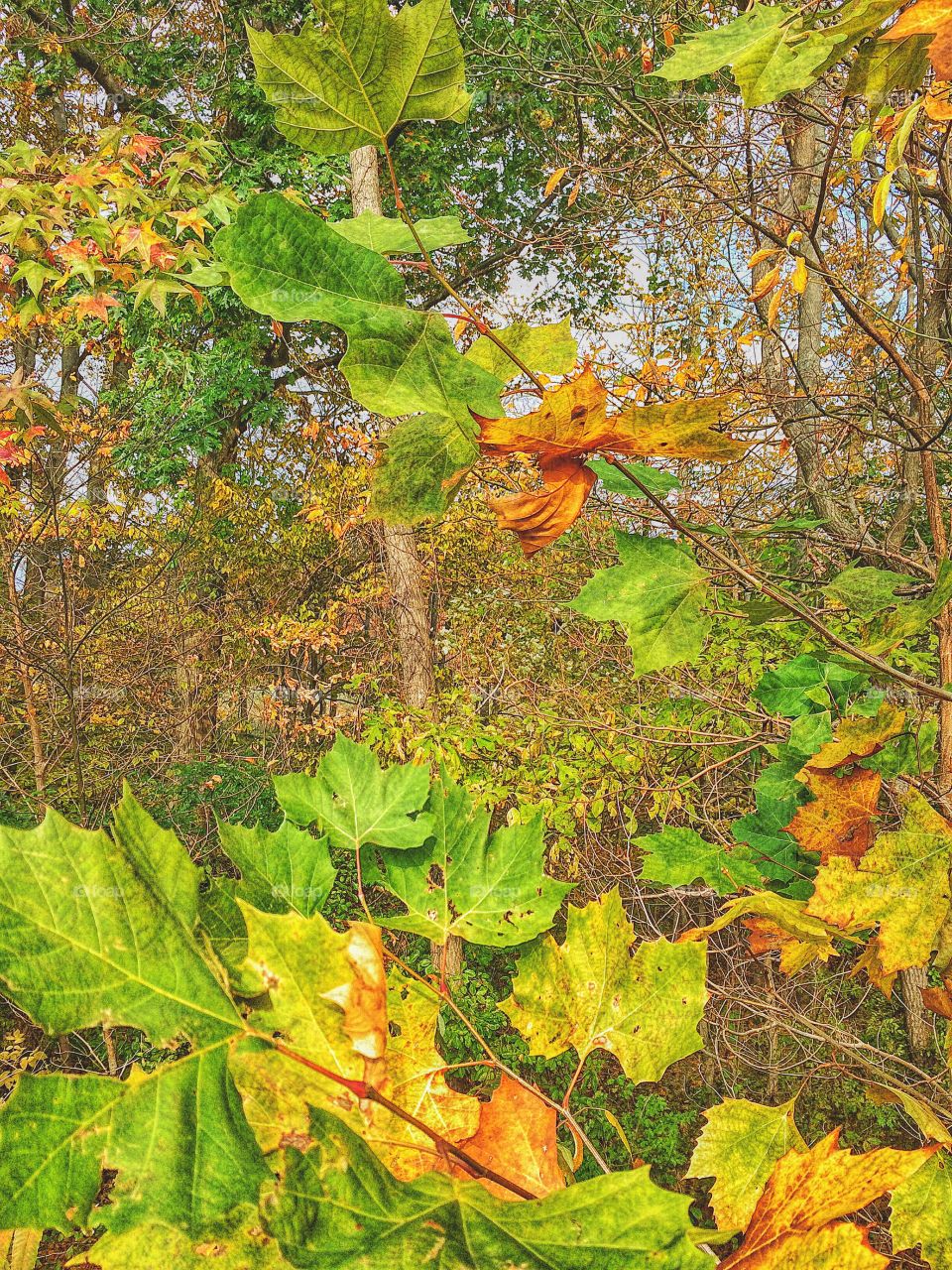 Woodland walkabout....