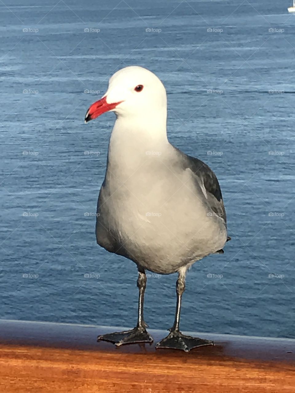 Seagull 