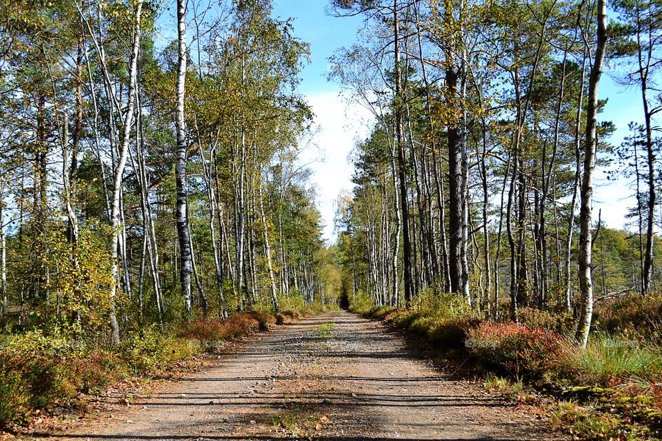 Autumn foliage