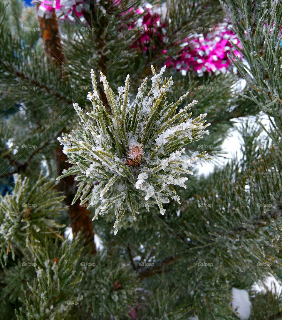 Frost on pine needles
