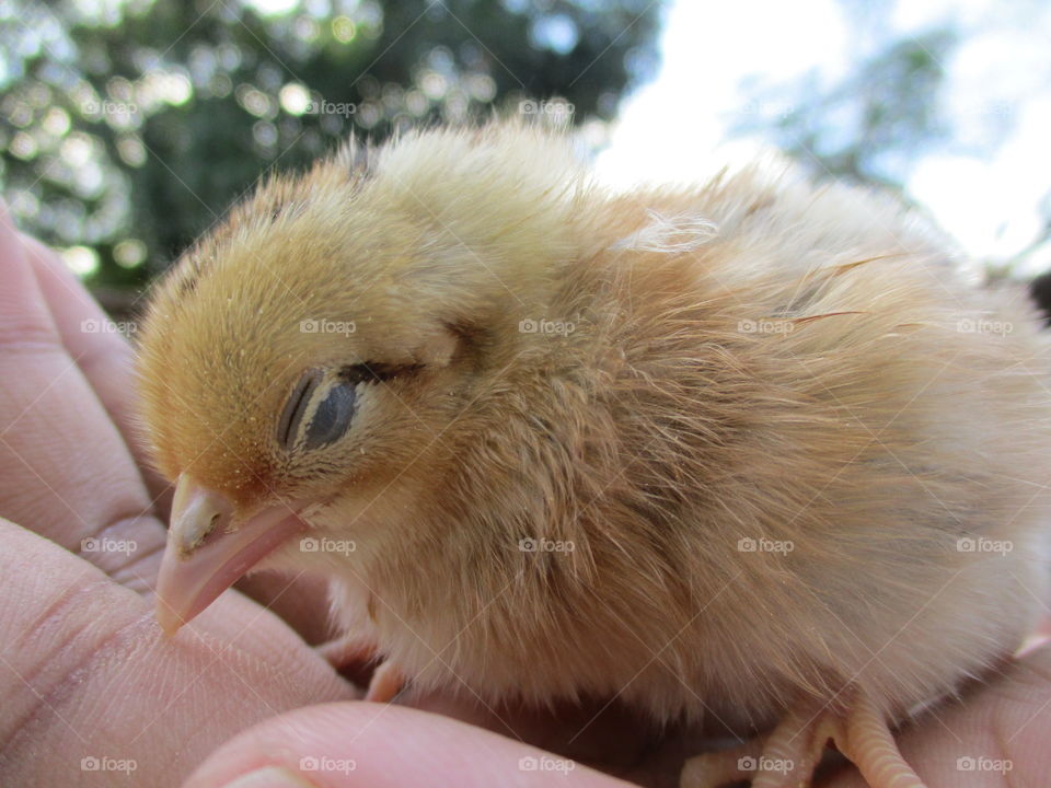 baby chicks