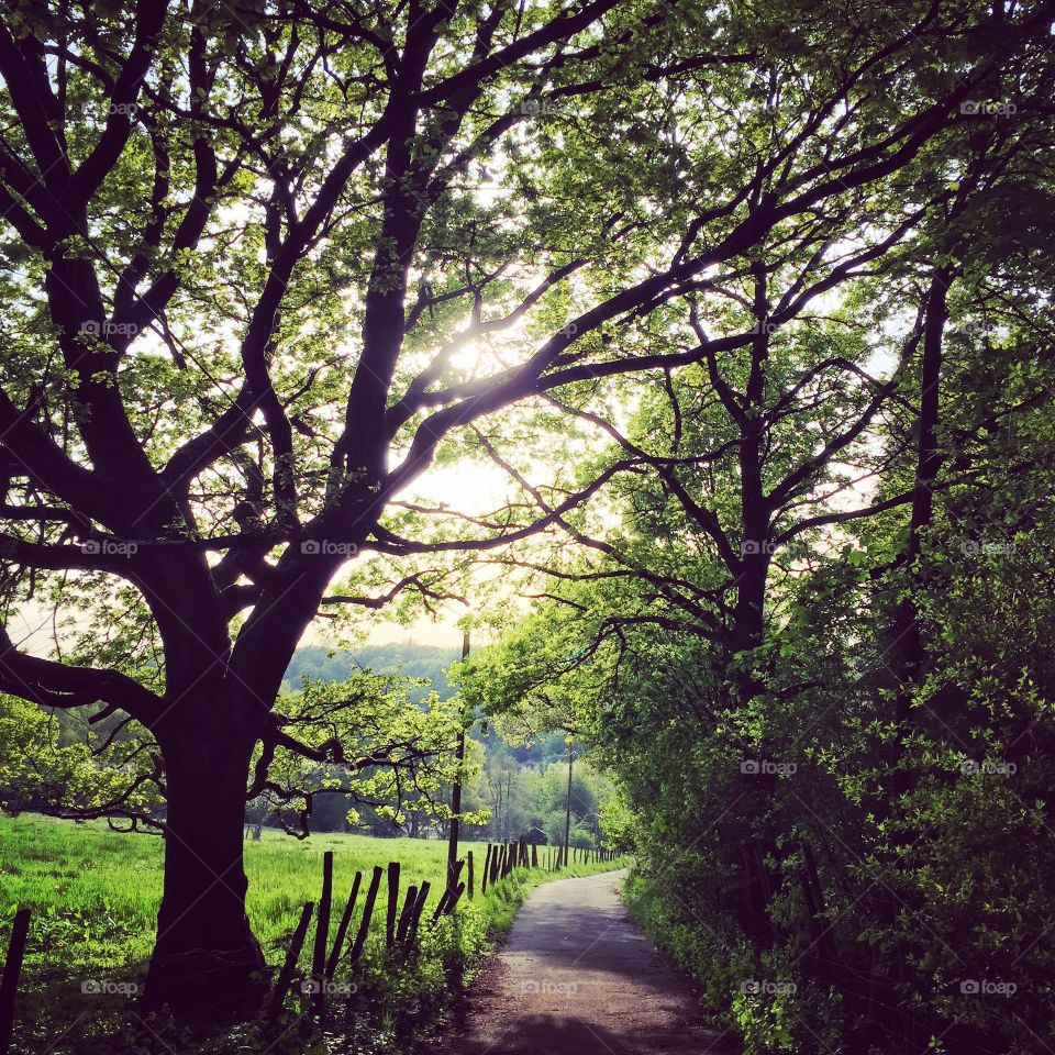 Green. Sunday Walk 