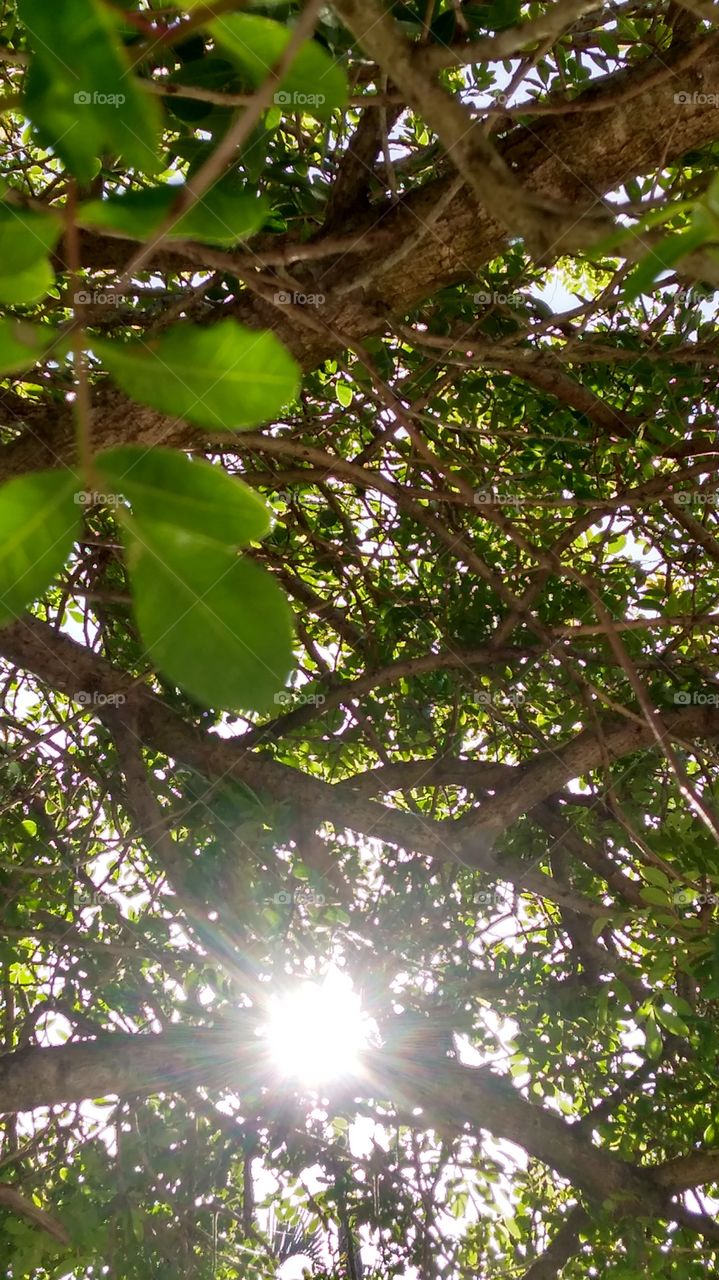 Árvore, galhos, raios de sol