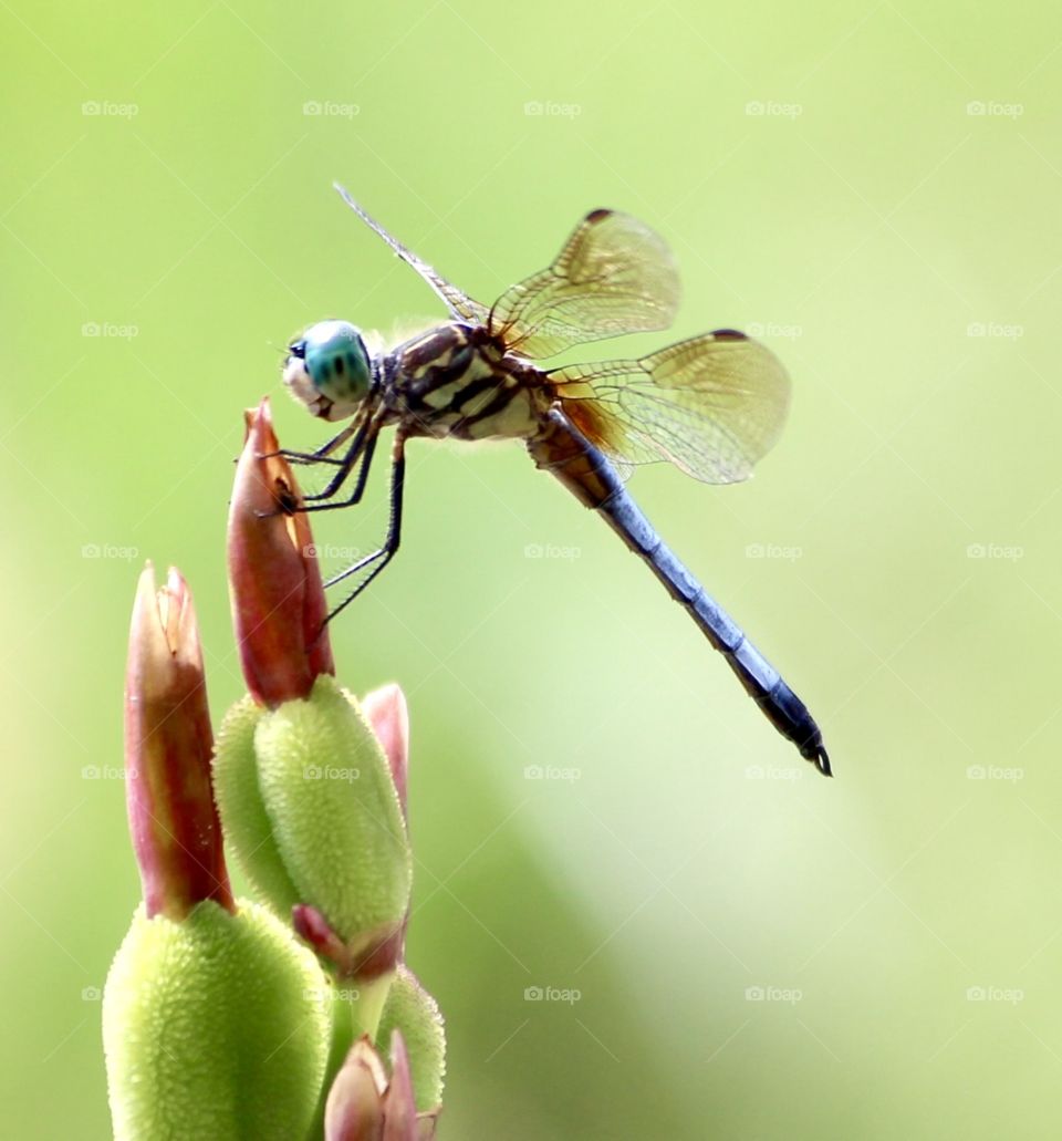 Dragonfly Upclose 