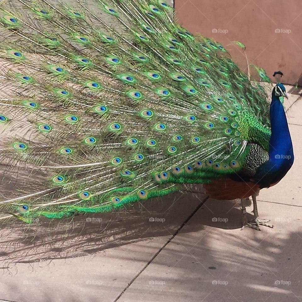peacock