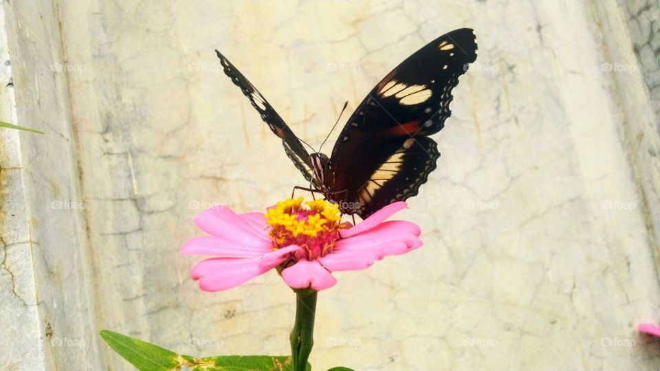 Butterflies flutter their wings in blooming flowers