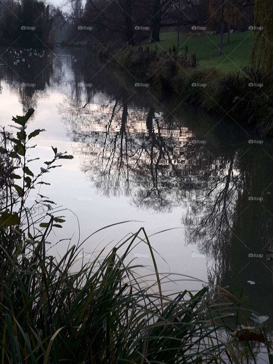 reflet d'arbres dans l'eau le soir