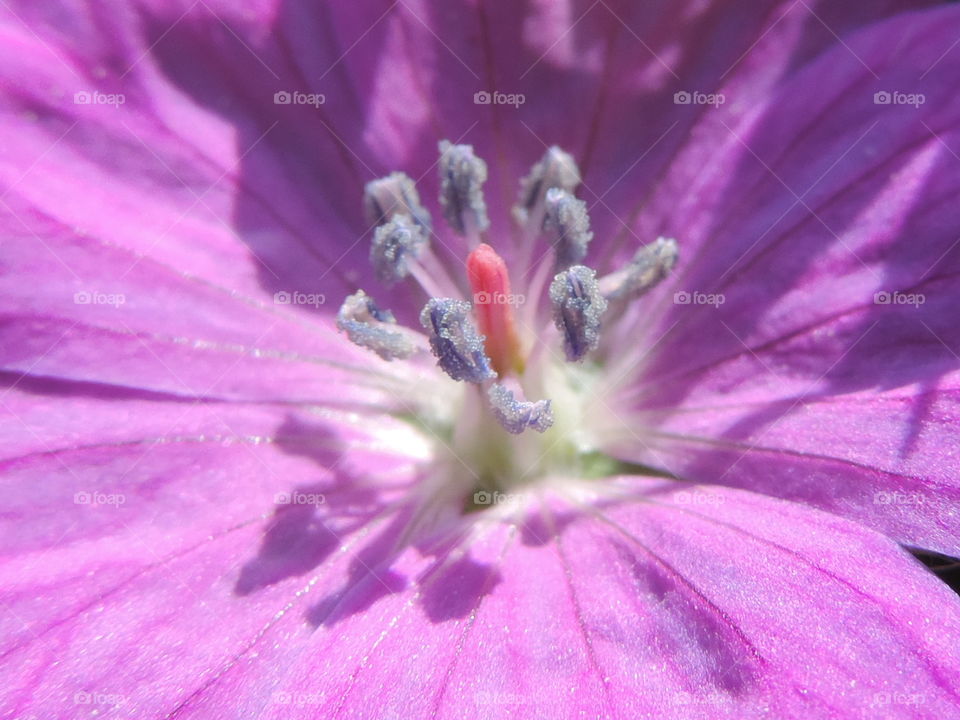 Purple Flower. extreme detail