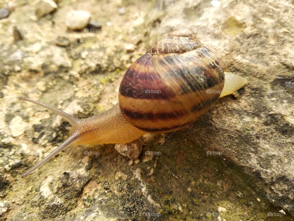 Snail