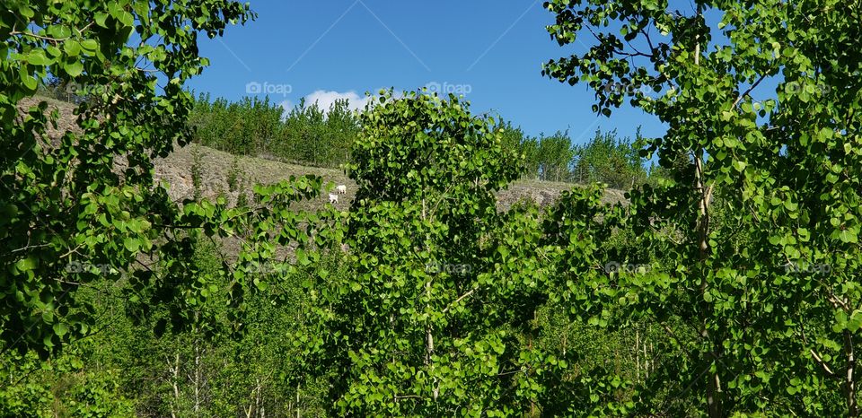 Mountain sheep up on a cliff ledge