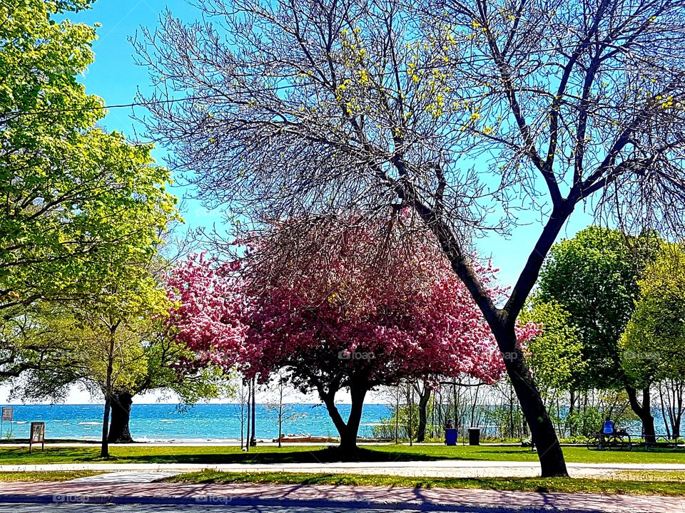 Spring in Toronto