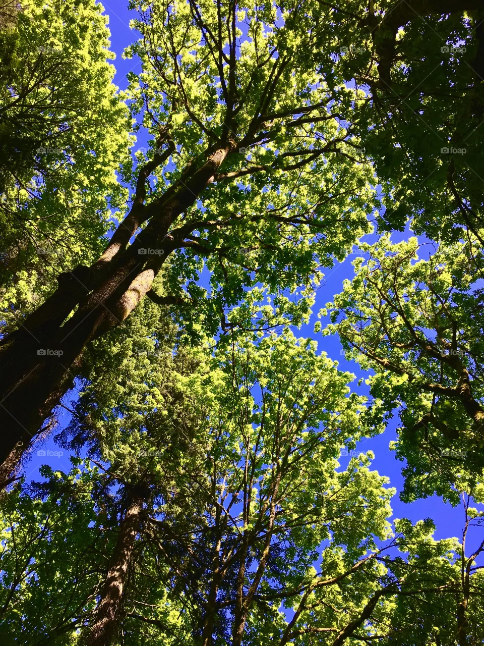 Treetops 