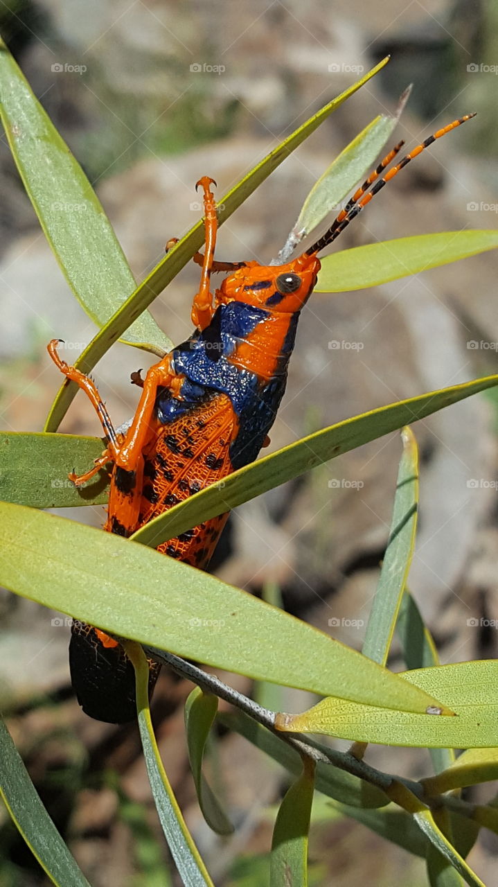 Leichhardt Grasshopper of Australia