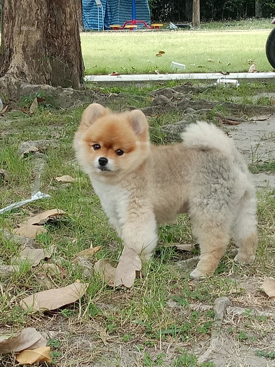 Fluffy guy in park
